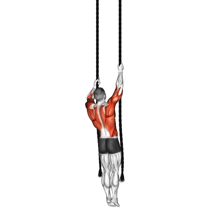 Two Ropes Climb exercise animation (Male)