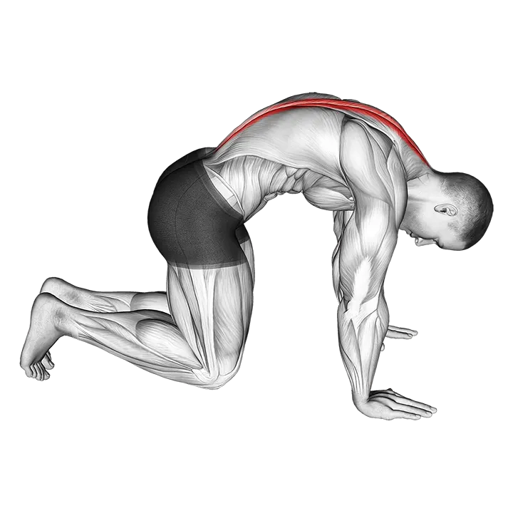 Cat Stretch exercise animation (Male)