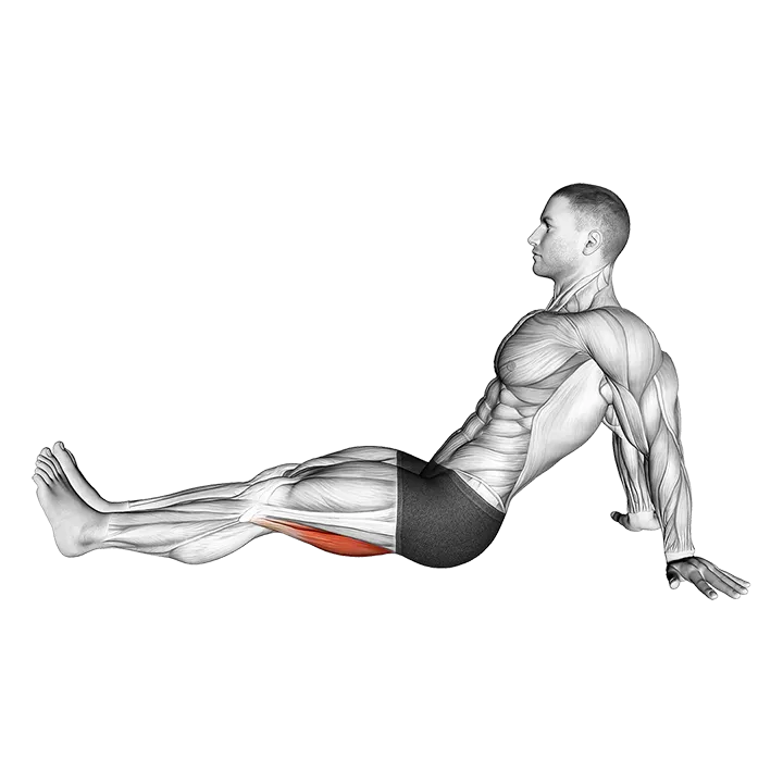Seated Single Leg Knee Flexion exercise animation (Male)