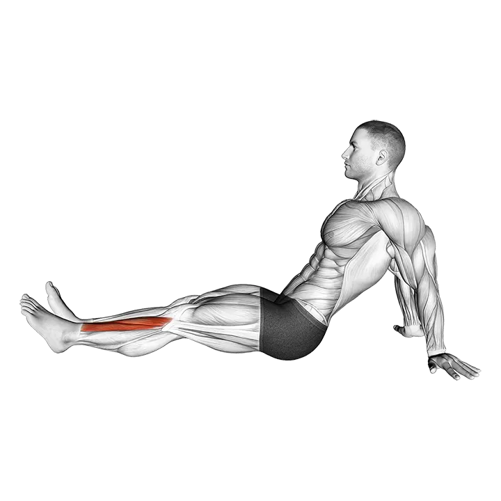 Seated Single Leg Tibialis Press exercise animation (Male)