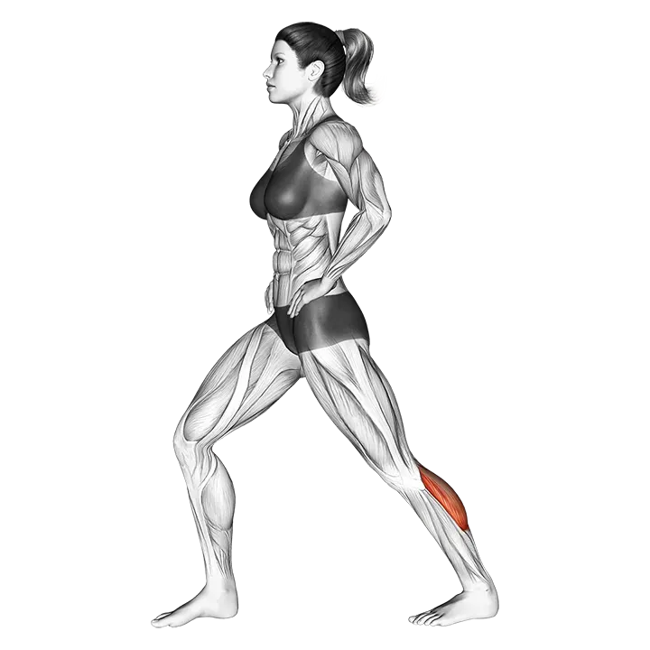Lunging Straight Leg Calf Stretch exercise animation (Female)
