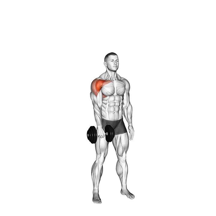 Dumbbell Full Front Raise Catch exercise animation (Male)