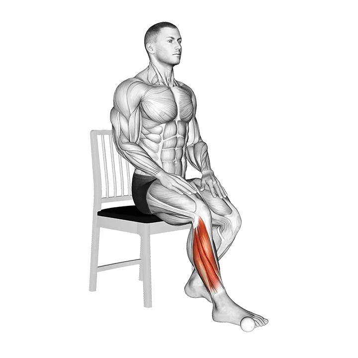 Seated Pronation Supination Foot exercise animation (Male)