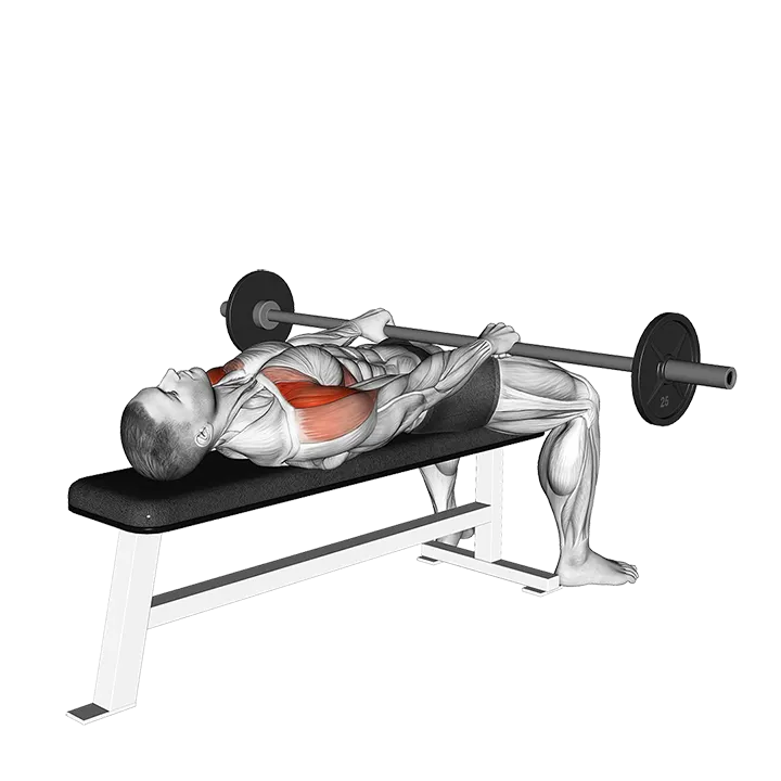 Barbell Lying Front Raise exercise animation (Male)