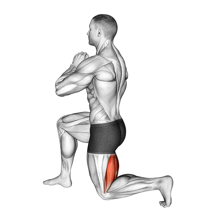 Half Kneeling Hamstrings Stretch exercise animation (Male)