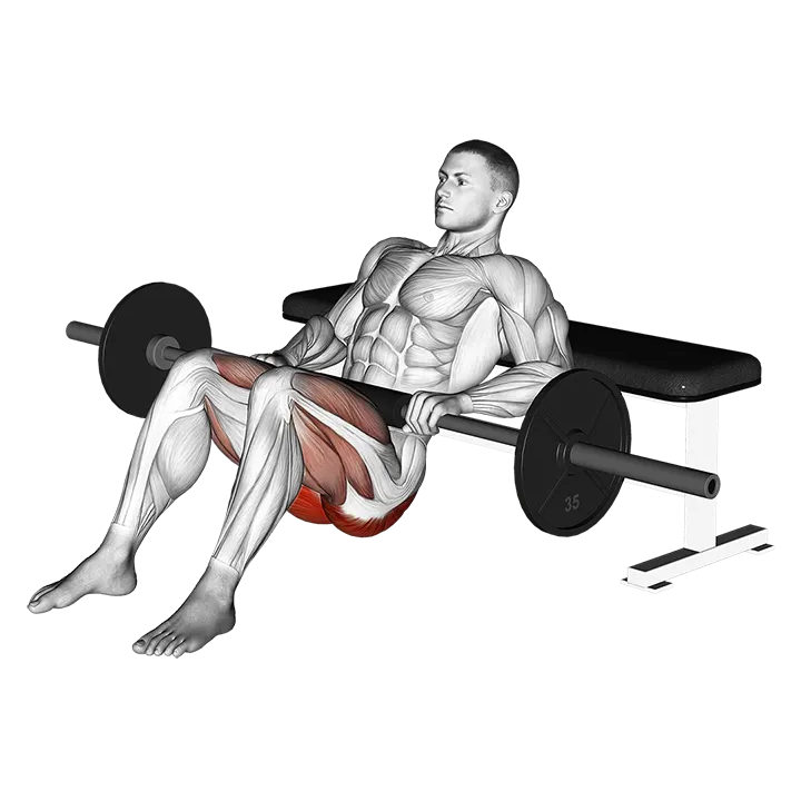 Barbell Hip Thrust exercise animation (Male)