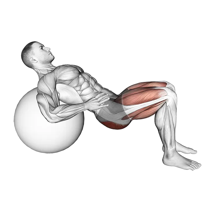 Lying Hip Lift (on stability ball) II exercise animation (Male)