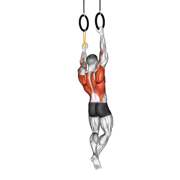 Ring Resistance Band Assisted Single Arm Pull-up exercise animation (Male)