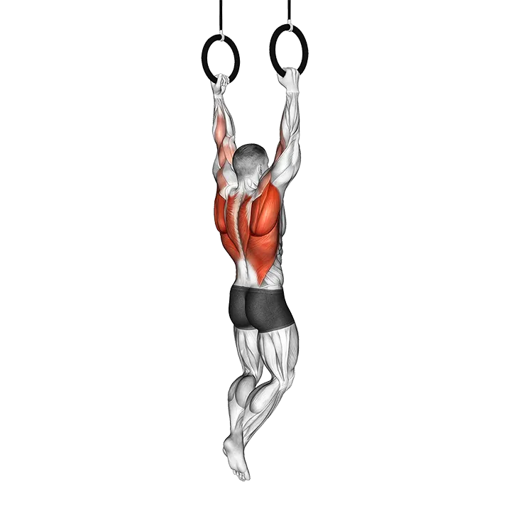 Ring Rocky Pull-up Pulldown exercise animation (Male)