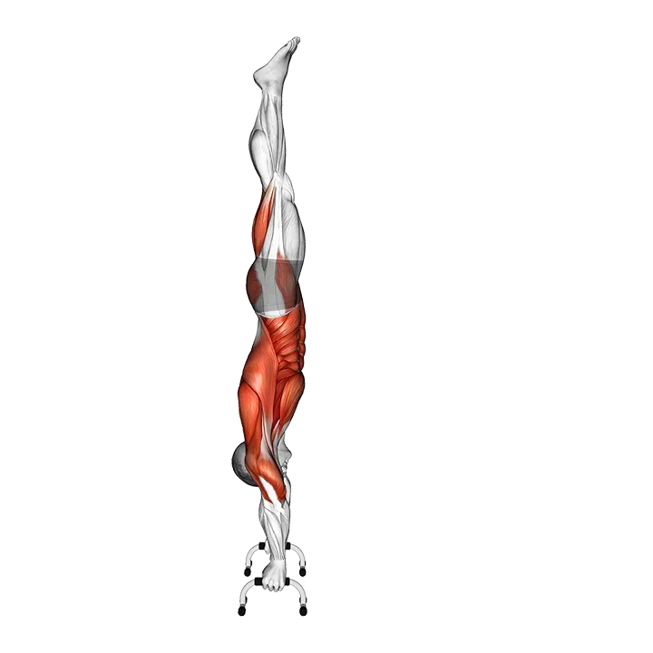 Planche Press exercise animation (Male)