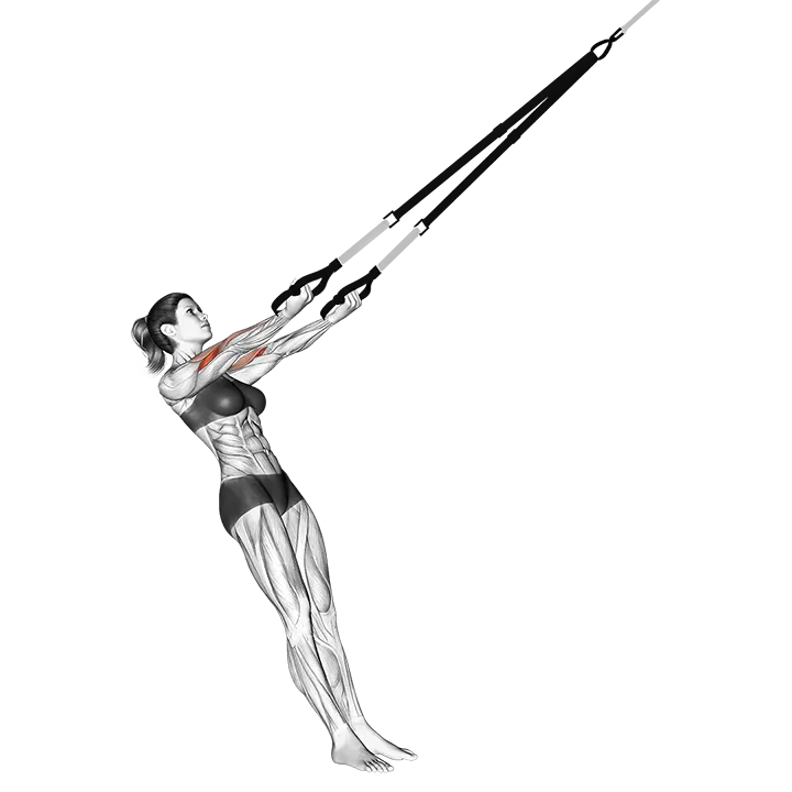 Suspension Arm Curl exercise animation (Female)