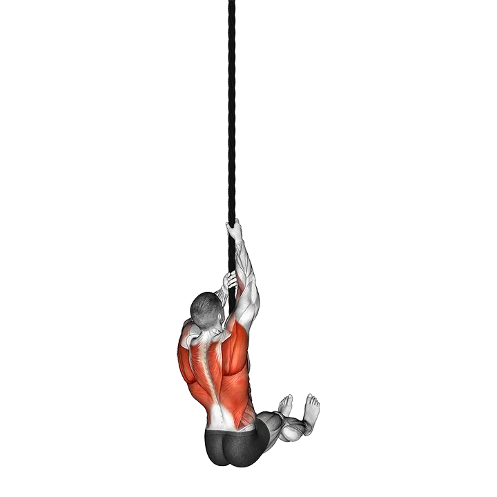 L-Sit Rope Climb exercise animation (Male)