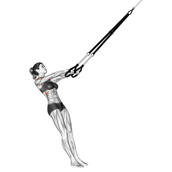 Suspension Front Raise exercise animation (Female)