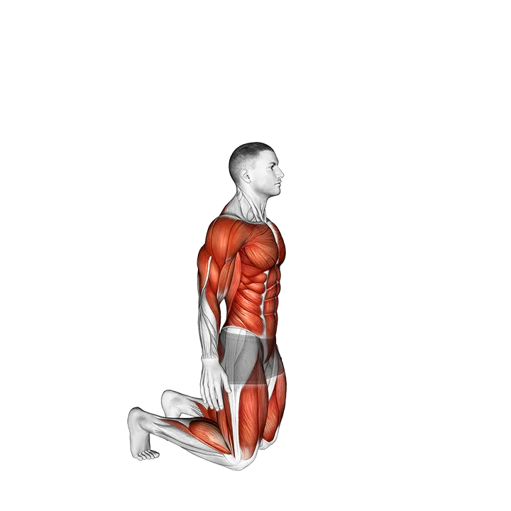 Kneeling to Stand exercise animation (Male)