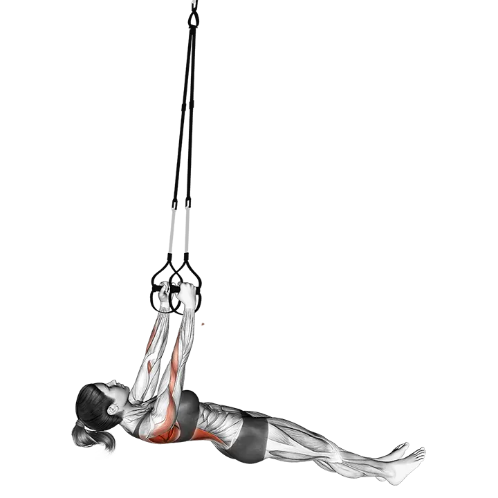 Suspension Inverted Row exercise animation (Female)