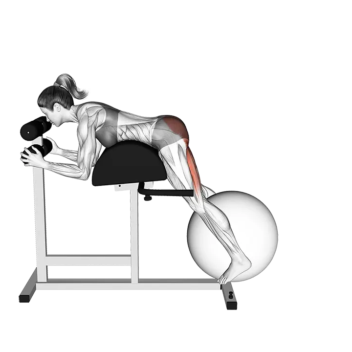Weighted Ball Reverse Hyperextension on GHD exercise animation (Female)