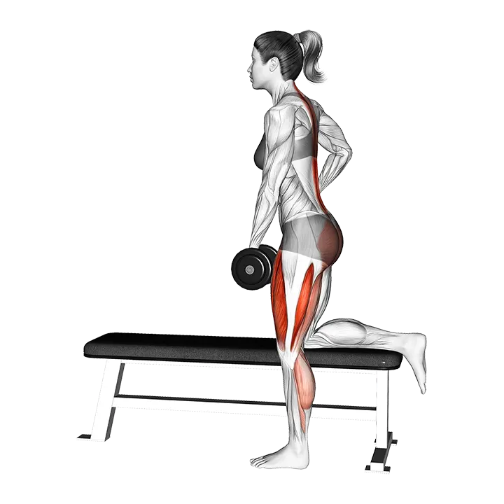 Dumbbell Single Leg Romanian Deadlift on Bench exercise animation (Female)