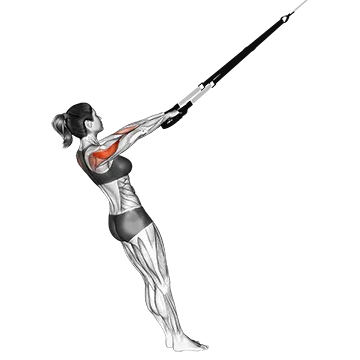 Suspension Rear Delt Row
