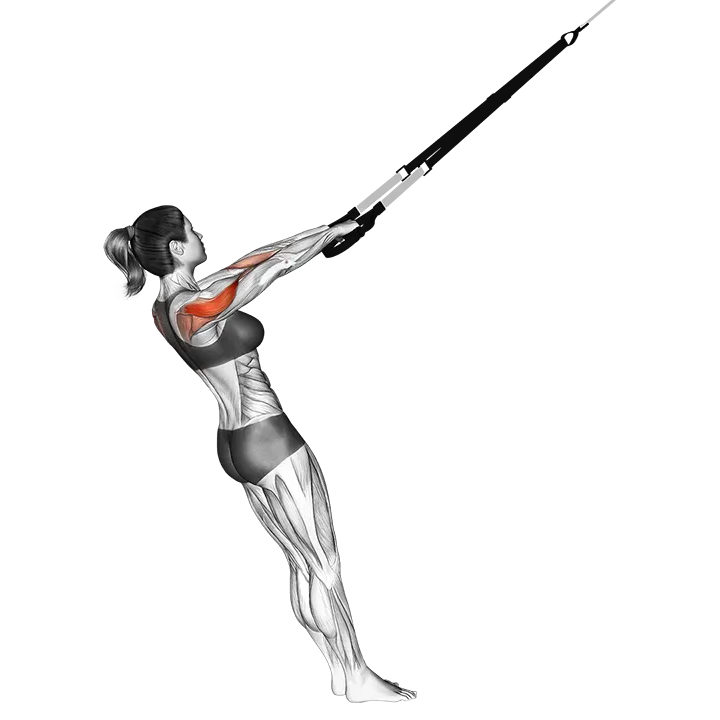 Suspension Rear Delt Row exercise animation (Female)