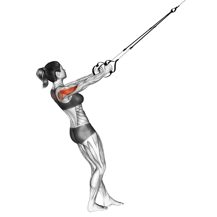 Suspension Reverse Fly exercise animation (Female)