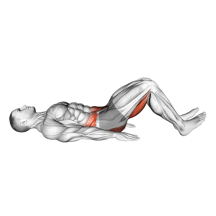 Hamstring Bridge (VERSION 2) exercise animation (Male)
