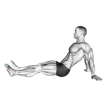 Seated Single Leg Squeezing Toes