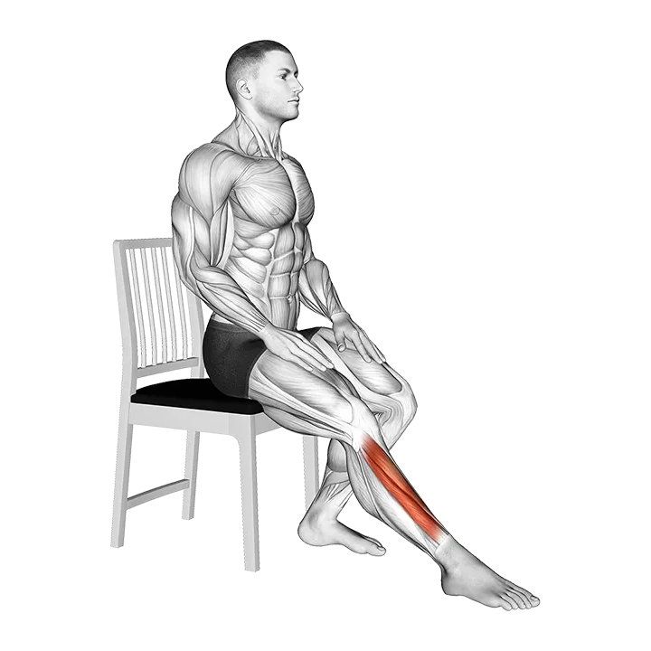 Seated Single Leg Tibialis Press exercise animation (Male)