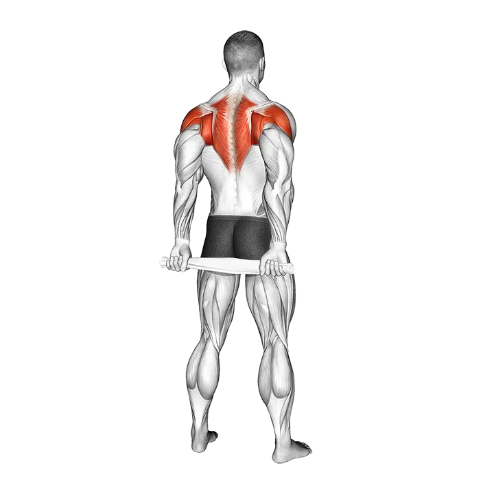 Standing External Rotation Behind Back with Towel exercise animation (Male)