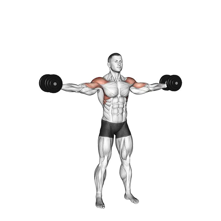 Dumbbell Straight Arm Bicep Swing exercise animation (Male)