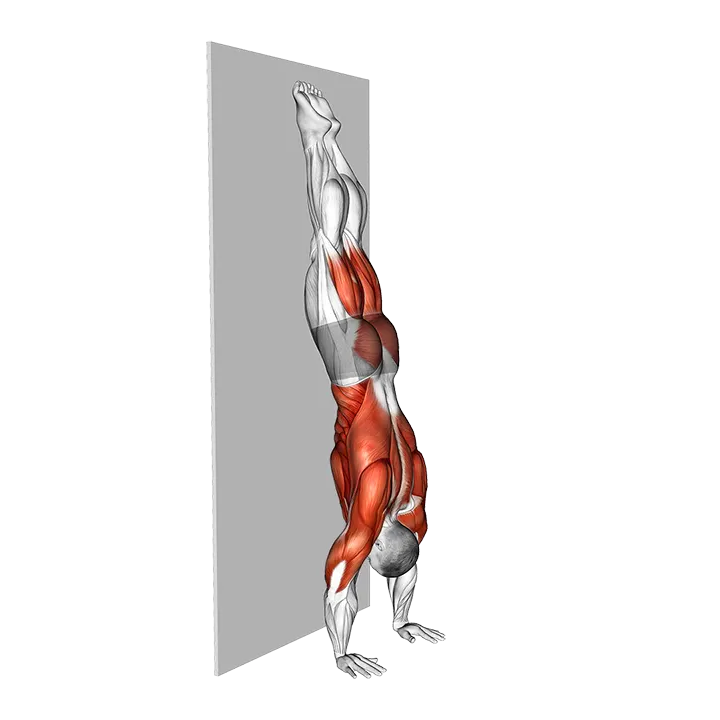 Wall Facing Single Leg Split Handstand Hold exercise animation (Male)