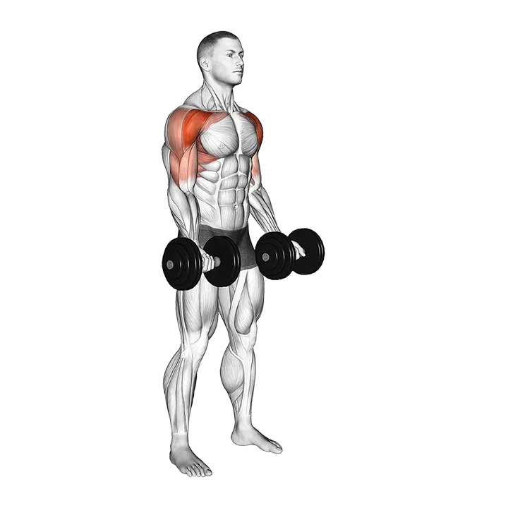 Dumbbell Underhand Front Raise exercise animation (Male)