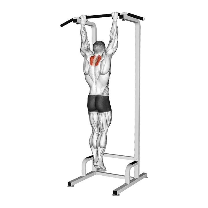 Scapular Pull-up (VERSION 2) exercise animation (Male)