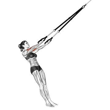 Suspension Arm Curl-to-Ears
