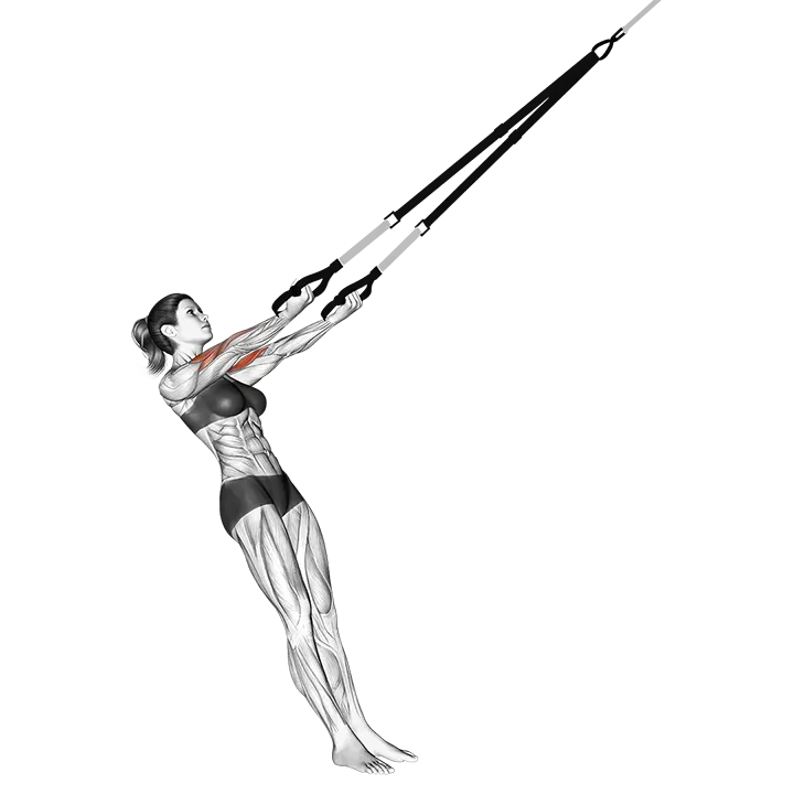 Suspension Arm Curl-to-Ears exercise animation (Female)