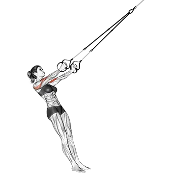 Suspension Biceps Clutch