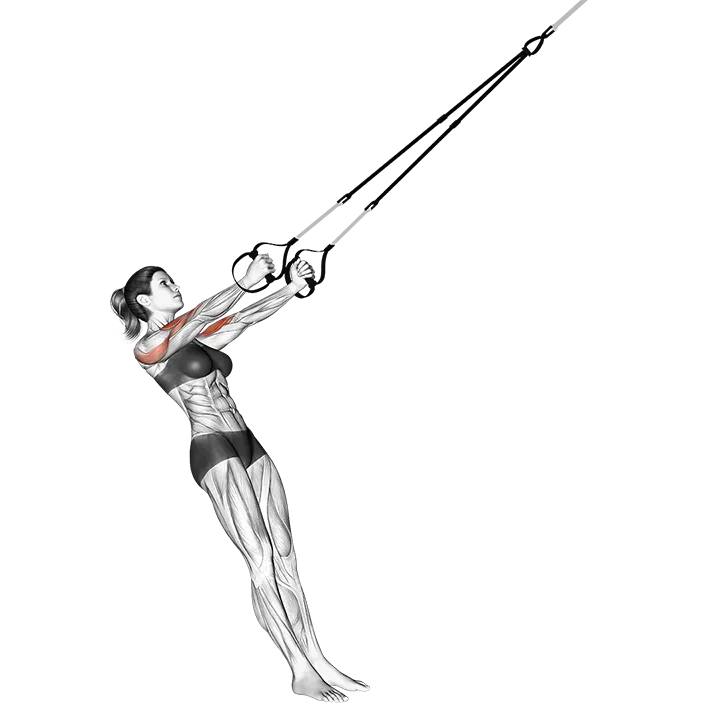 Suspension Biceps Clutch exercise animation (Female)