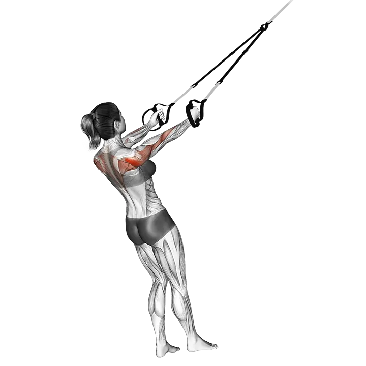 Suspension Face Pul exercise animation (Female)