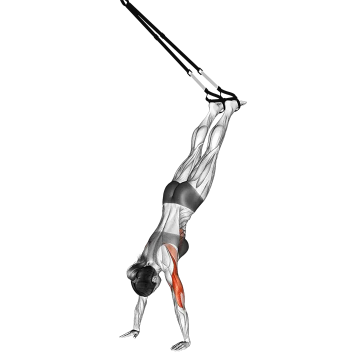 Suspension Handstand Push-up exercise animation (Weiblich)