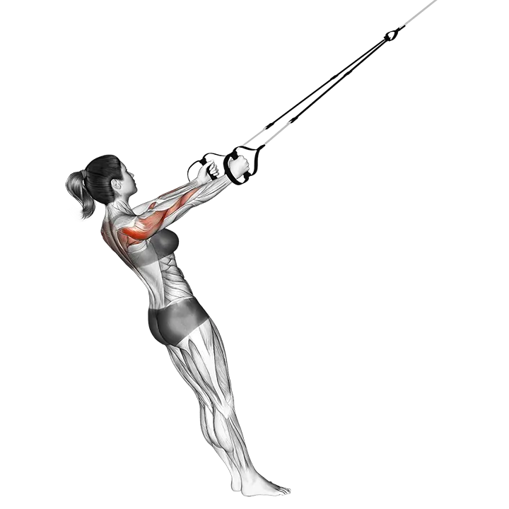 Suspension Middle Row exercise animation (Female)