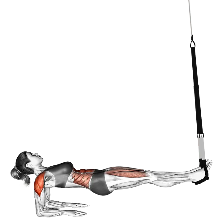 Suspension Supine Plank exercise animation (Female)