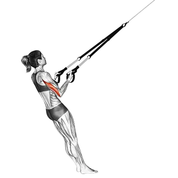 Suspension Triceps Kickback