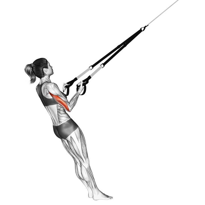 Suspension Triceps Kickback exercise animation (Female)