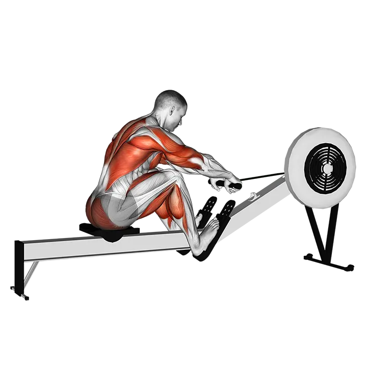 Rowing (with rowing machine) exercise animation (Male)