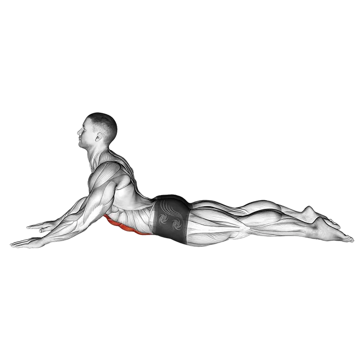Lying (prone) Abdominal Stretch exercise animation (Male)