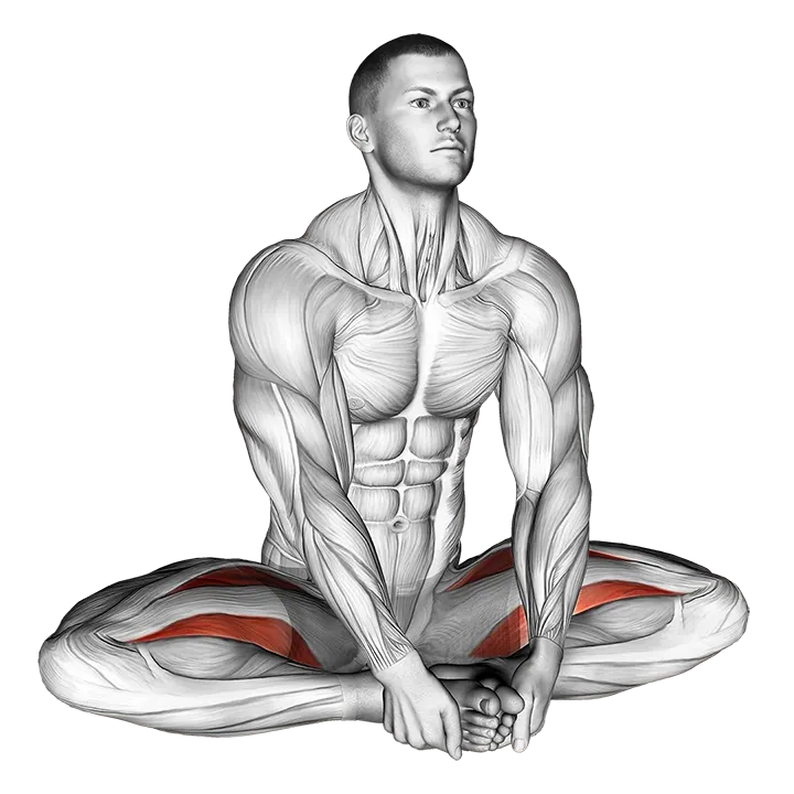 Seated Groin Stretch exercise animation (Male)