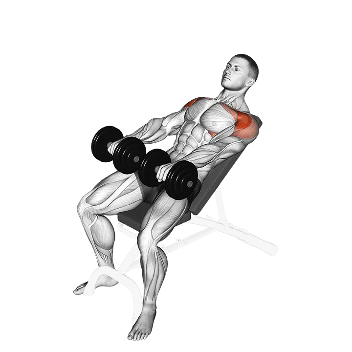 Dumbbell Incline Front Raise exercise animation (Male)