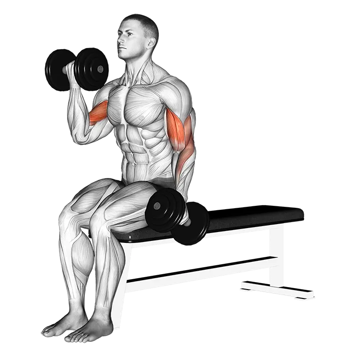 Dumbbell Alternate Biceps Curl exercise animation (Male)