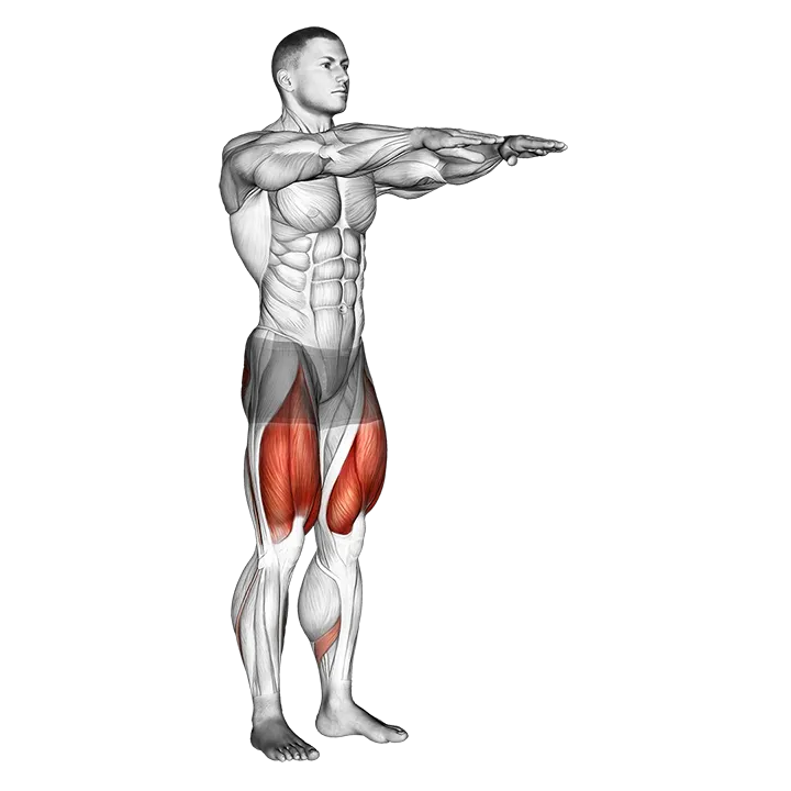 Squat exercise animation (Male)