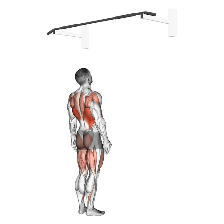 Jumping Pull-up exercise animation (Male)