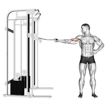 Cable one arm inner biceps curl